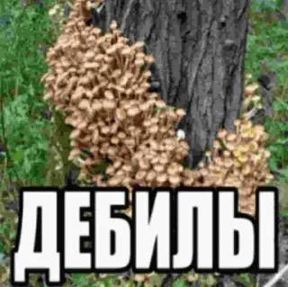🤦‍♀️ abcda83e ДЕБИЛЫ paddenstoelen, boom, bos, aanstootgevend telegram sticker