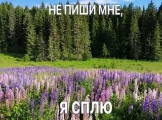 😴 ac40102a НЕ ПИШИ МНЕ, Я СПЛЮ bos, bloemen, natuur, slaap, niet storen, bericht telegram sticker
