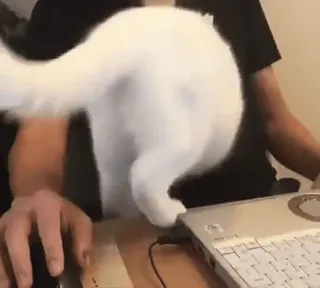 😏 0153a514 Katze, Tier, Laptop, Computer, Tastatur, lustig, süß, Haustier telegram sticker