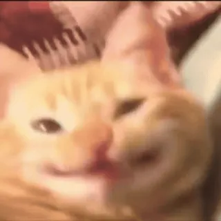 😸 01e69ab8 Katze, Tier, Meme, Lustig, Süß telegram sticker