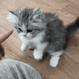 😜 147ab142 Kätzchen, Katze, süß, Tier, Haustier, flauschig telegram sticker