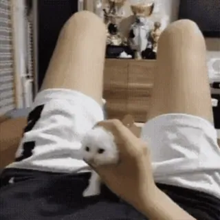 😤 1a601c14 kätzchen, katze, haustier, tier, süß telegram sticker