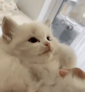 💋 3948c272 Katze, Kätzchen, süß, Haustier, Tier, flauschig telegram sticker