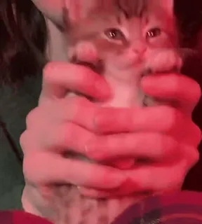 😤 4a69693d kätzchen, katze, tier, haustier, süß, haustier telegram sticker