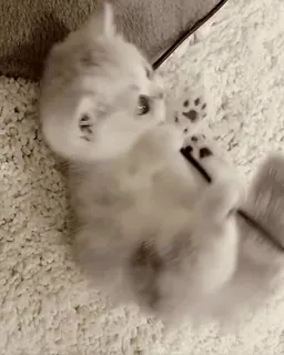 ❤️ 9835ea07 kätzchen, katze, niedlich, tier, haustier, spielerisch telegram sticker