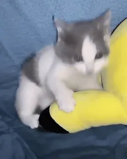 😠 a0d4d618 Katze, Kätzchen, Tier, süß, Haustier, häuslich telegram sticker