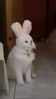 🐰 b5c511c2 Katze, Hase, Haustier, Tier, süß, weiß telegram sticker