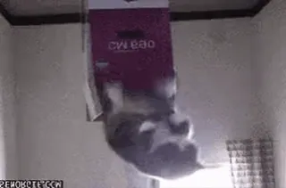 🔼 eb8690b6 CLEAN Katze, sauber, lustig telegram sticker