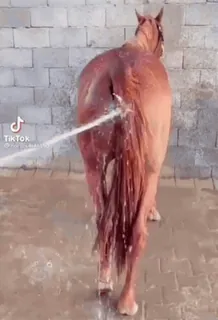 🥵 5c959bb2 Pferd, Tier, Reinigung, Wasser, Dusche, Pflege telegram sticker