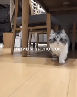 🥰 84f60b1b прив я тя лю пок Katze, süß, russisch, Text, laufen, Haustier, Haustier telegram sticker