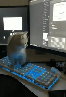 🤨 8b3ac3b7 Katze, Tastatur, tippen, Computer, Tier, Kätzchen, Haustier, Büro telegram sticker