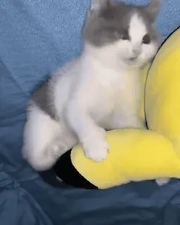 👎 a75b3dd3 Katze, Kätzchen, süß, Tier, Haustier, Stofftier telegram sticker