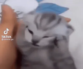 🤨 df1418b4 TikTok @anaste.ya Katze, Kätzchen, süß, Tier, Haustier, Hauskatze telegram sticker