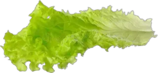 🌟 0f35829d lettuce, leaf, vegetable, salad, green whatsapp sticker