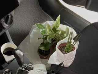 🍀 218315bd plant, cup, indoor, car, beverage, planter telegram sticker