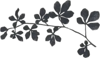 🤍 bb057a02 leaf, plant, branch, leaves, nature, floral telegram sticker