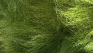 🍀 c046d0cc green, grass, texture, nature, background telegram sticker