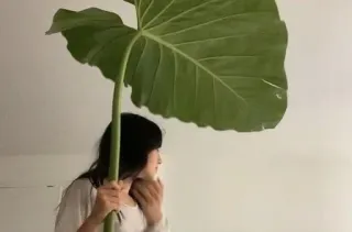 🌟 e45907fa plant, leaf, woman, nature, green, portrait telegram sticker