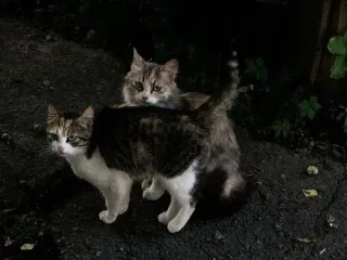 ❄️ e77d321a cats, animals, pets, night, domestic animals telegram sticker