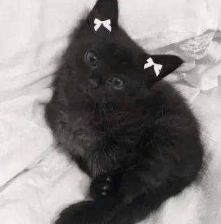 🌟 25e682ab anak kucing, kucing, kucing hitam, imut, hewan, hewan peliharaan, pita telegram sticker