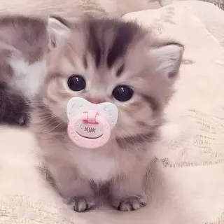 🌟 2888348d anak kucing, kucing, bayi, empeng, lucu, hewan telegram sticker