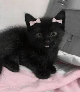 🌟 601f070d kucing, anak kucing, kucing hitam, hewan peliharaan, binatang, imut, pita telegram sticker