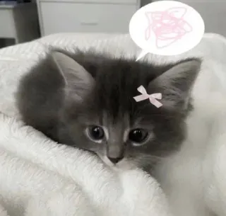 🌟 851b3465 kucing, anak kucing, hewan peliharaan, binatang, imut, kucing abu-abu, pita, berpikir telegram sticker