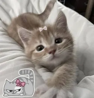 🌟 8fbcf85a kucing, anak kucing, hewan peliharaan, imut, pita, hewan peliharaan telegram sticker