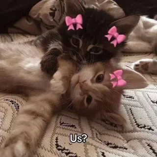 🌟 9ac38215 Us? kucing, anak kucing, pita, lucu, hewan, hewan peliharaan telegram sticker