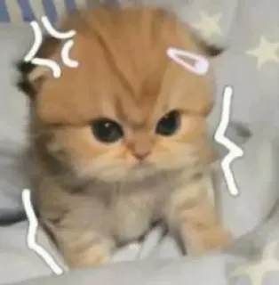🌟 e1606a01 kucing, anak kucing, marah, imut, hewan peliharaan, hewan, felin telegram sticker