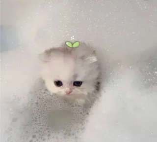 🌟 eb55bc5f anak kucing, kucing, gelembung, imut, binatang, hewan peliharaan, berbulu, mandi telegram sticker