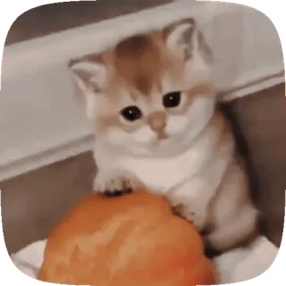 🐱 43946ce0 gatito, gato, lindo, animal, mascota, pequeño, naranja whatsapp sticker