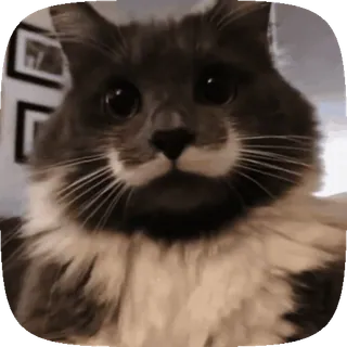 🐱 544fbe7d gato, bigote, mascota, animal, lindo whatsapp sticker