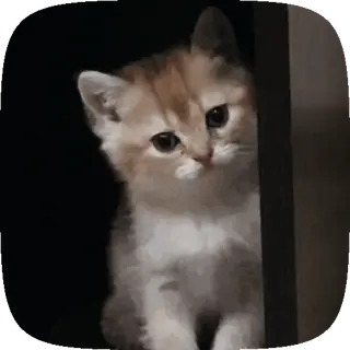 🐱 5892bd28 gatito, gato, mascota, animal, lindo, gato doméstico whatsapp sticker