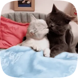 🐱 65a583a5 gatos, besando, animales, mascotas, lindo, doméstico, felino whatsapp sticker