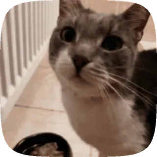 🐱 71404f1d gato, animal, mascota, animal doméstico, mamífero, gato gris whatsapp sticker