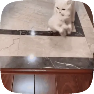 🐱 8abc28c8 gato, mono, mascota, animal, gato blanco, gatito, felino whatsapp sticker