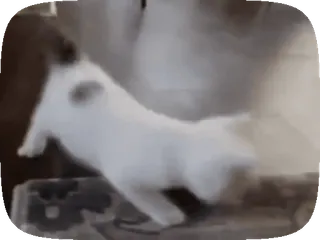 🐱 9597dd21 gato, mascota, animal, saltando, blanco, mamífero whatsapp sticker