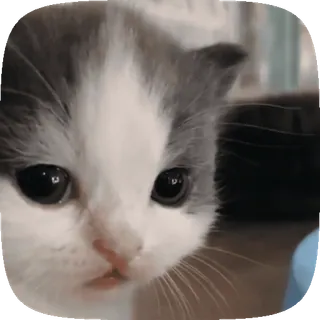 🐱 986935e1 gatito, gato, animal, mascota, lindo, gato doméstico whatsapp sticker