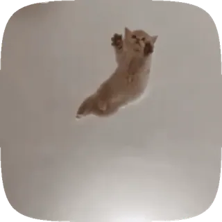 🐱 9a8e952a gato, gatito, lindo, animal, mascota, gracioso, paracaidismo, salto whatsapp sticker