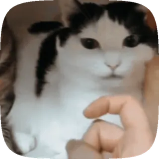 🐱 a4c4a92b gato, animal, dedo corazón, gesto, divertido, meme whatsapp sticker