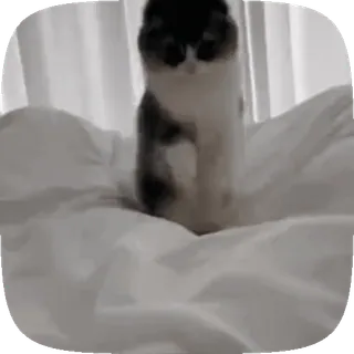 🐱 bf43bb96 gato, animal, lindo, mascota, animal doméstico, mamífero whatsapp sticker