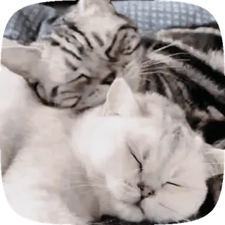 🐱 e36c14f0 gatos, gatitos, durmiendo, animales, lindo, domésticos, mascotas whatsapp sticker