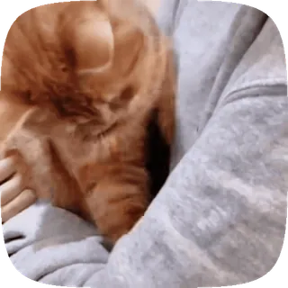 🐱 fb2a82f9 gato, mascota, animal, doméstico, lindo, naranja, felino whatsapp sticker