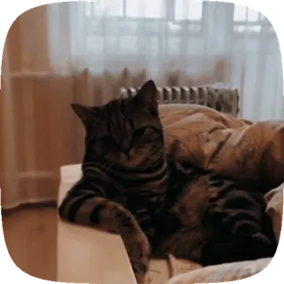 🐱 1002fb3a gato, animal, mascota, gato doméstico, atigrado, felino telegram sticker