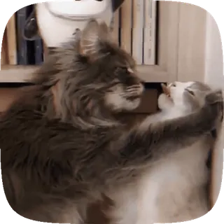 🐱 17d9f0bc gatos, animales, lindo, animales domésticos, mascotas, besos telegram sticker