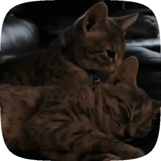 🐱 1f0d3747 gato, animal, gato doméstico, gatito, lindo, mascota, felino telegram sticker