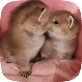 🐱 2a5ae681 gatito, gato, animal, lindo, mascota, animal doméstico telegram sticker