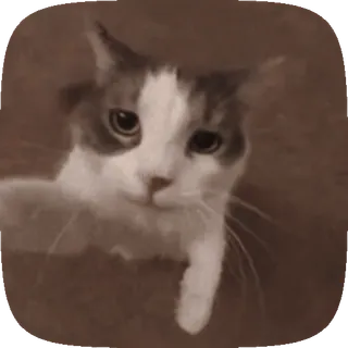 🐱 6e9ca1bf gato, animal, mascota, animal doméstico, mamífero, felino telegram sticker