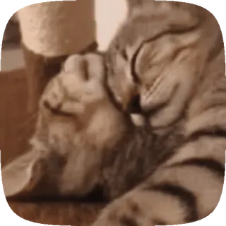 🐱 910cebf7 gato, gatos, animales, lindo, mascota, mascotas, felino, mamífero telegram sticker